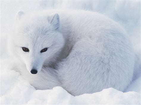 夢到殺動物|夢見殺小動物，夢到殺小動物是什麽意思？